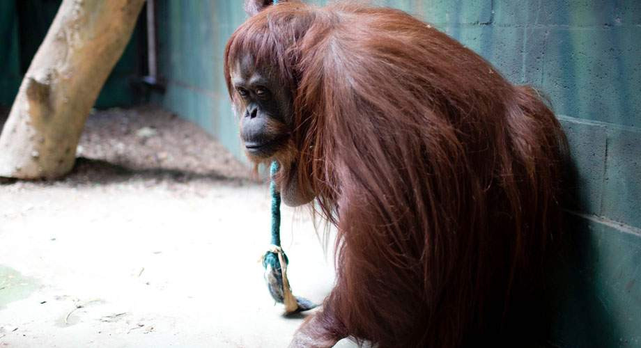 Τραγική η κατάσταση στη Bενεζουέλα – Έκλεψαν ζώα από ζωολογικό κήπο για να τα φάνε!